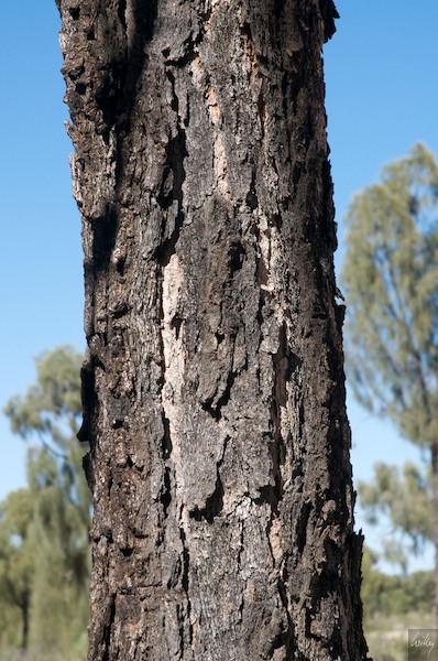 AustraliaAdelaide 10  140